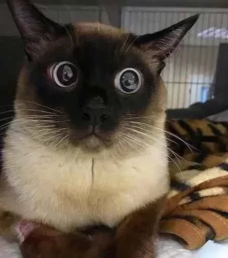 Стикер El pack de mininos definitivo - 8