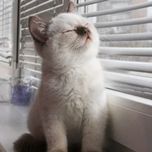 Стикер El pack de mininos definitivo - 7