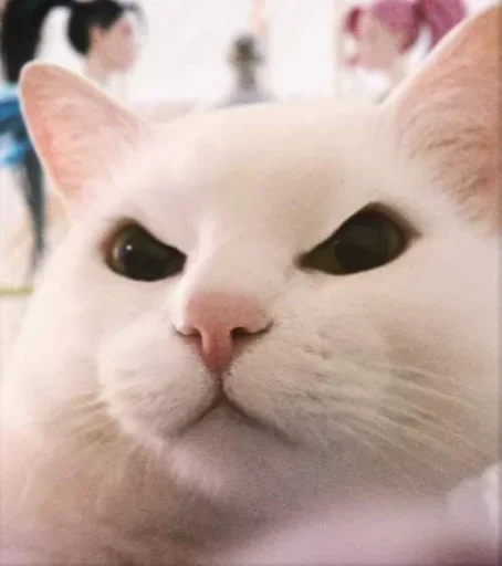 Стикер El pack de mininos definitivo - 3