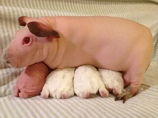 Sticker Gnome @stickersb2b - 0