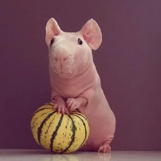 Sticker Gnome @stickersb2b - 5