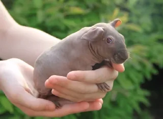 Sticker Gnome @stickersb2b - 1