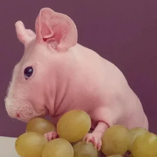 Sticker Gnome @stickersb2b - 7