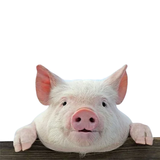 mammal animal pig