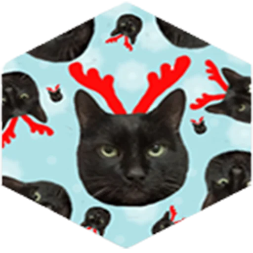 animal small to medium-sized cats felidae