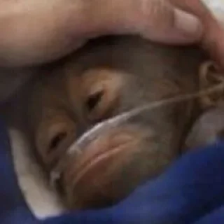 Sticker minority shareholders - 11