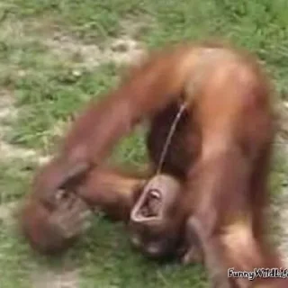 Sticker minority shareholders - 9