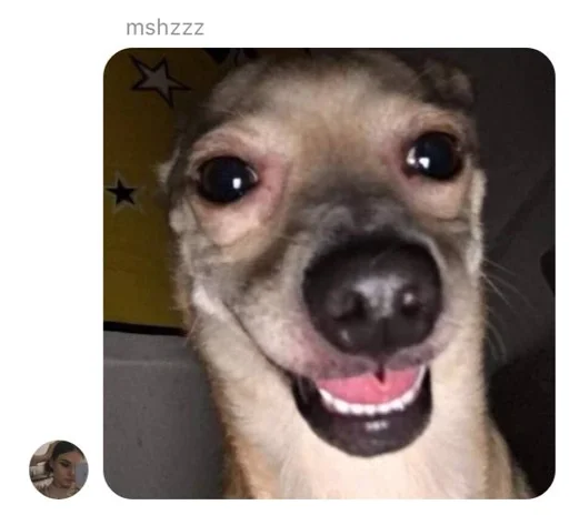 минтерест :: @fStikBot - animal