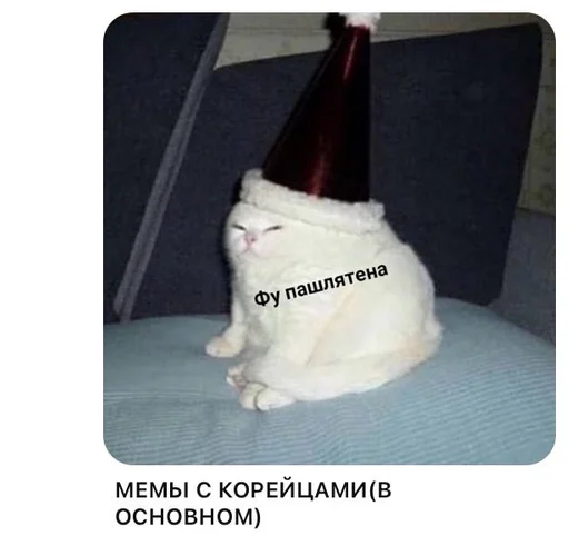 small to medium-sized cats felidae white