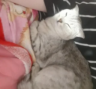 Sticker Я заебался бляяя - 6