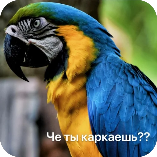 Sticker mirosha415 - 1