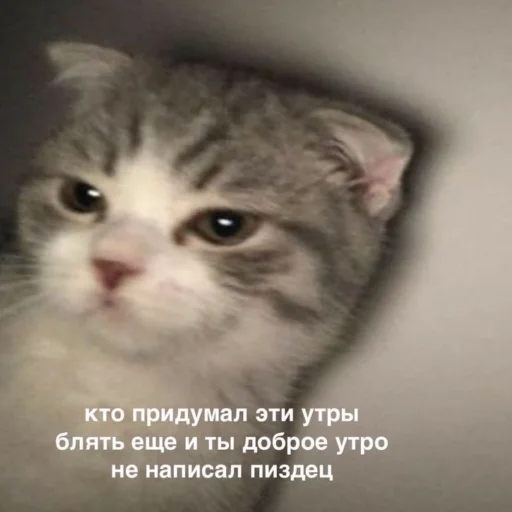 Sticker mirqwwpykni - 1