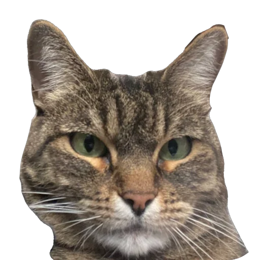 Sticker misasoup5 - 1