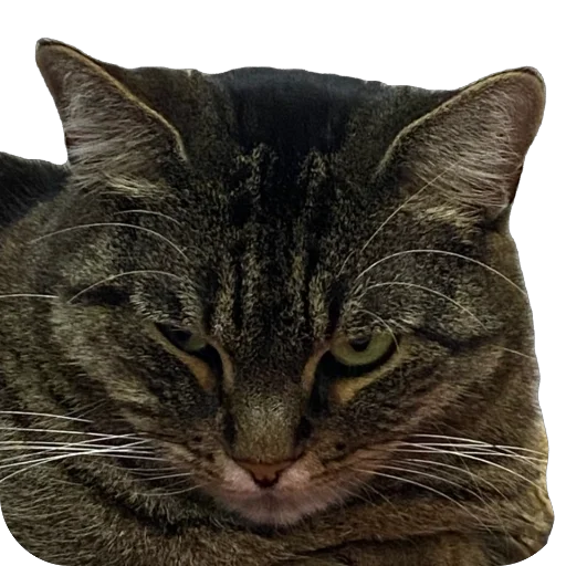 Sticker misasoup5 - 1