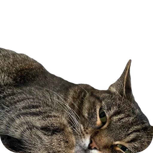 Sticker misasoup5 - 1