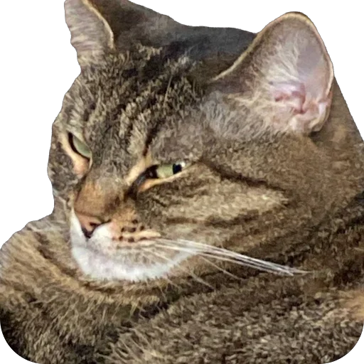 Sticker misasoup5 - 1