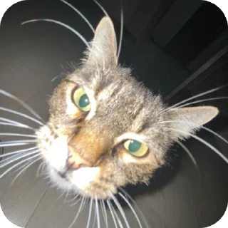 Стикер misasoup - 4