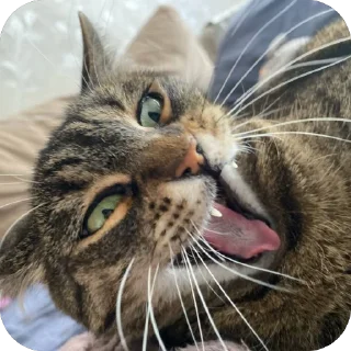 Стикер misasoup - 2