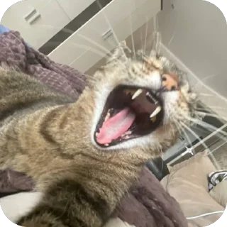 Стикер misasoup - 10