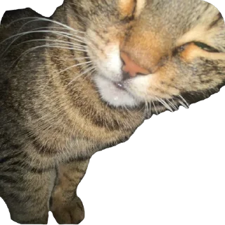 Стикер misasoup - 1