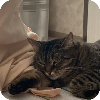 Стикер misasoup - 6