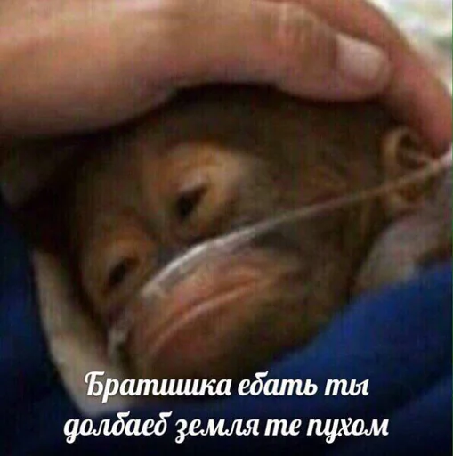 СМС животное млекопитающее