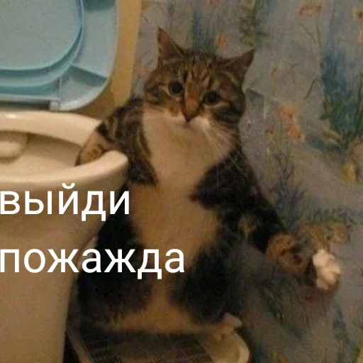 small to medium-sized cats felidae domestic cat