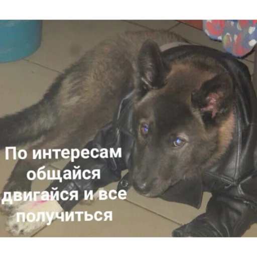 животное млекопитающее собака