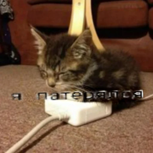 кошки малого и среднего размера комнатный кошачьи