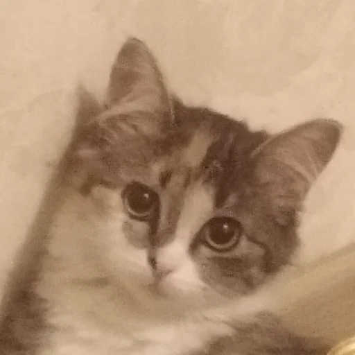 кошка животное млекопитающее