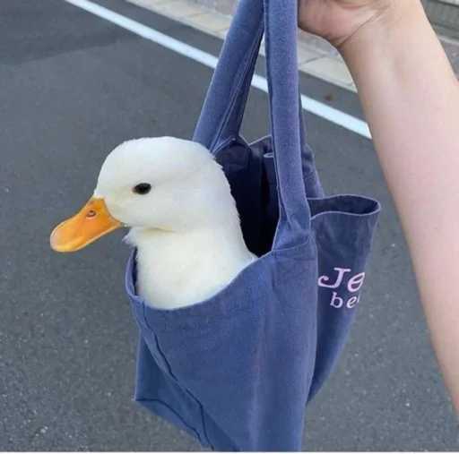 мыши и животные - 