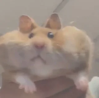 Стикер мыши и животные - 7