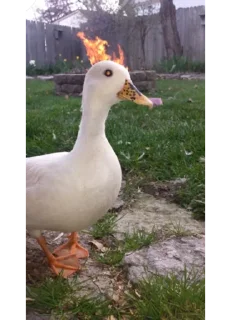 Стикер мыши и животные - 11