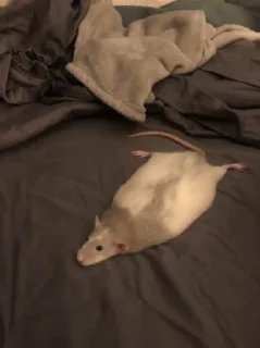 Стикер мыши и животные - 5