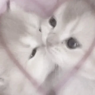 Sticker убойные котятки - 11