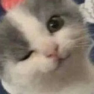 Sticker убойные котятки - 10