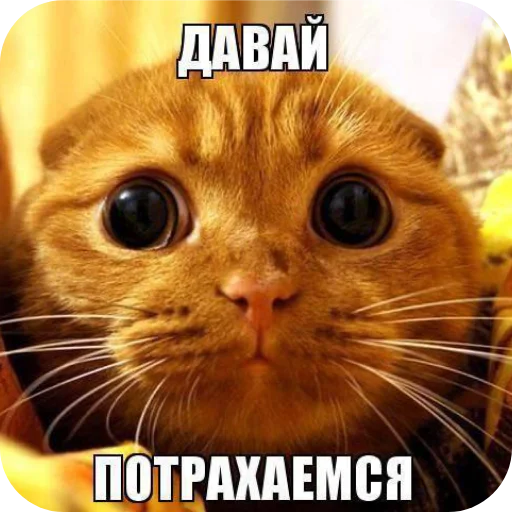лучшие приколы @mishamemes - 