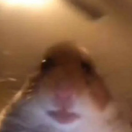 хомяк @stickermily - 