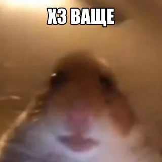 Стикер хомяк @stickermily - 9