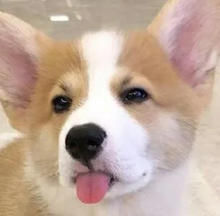 Sticker @raise555 - 10