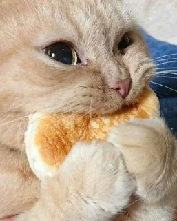 Sticker @raise555 - 2