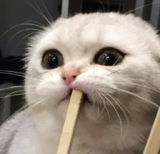 Sticker @raise555 - 11