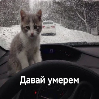 Стикер Писяс @Qfpw13 - 6