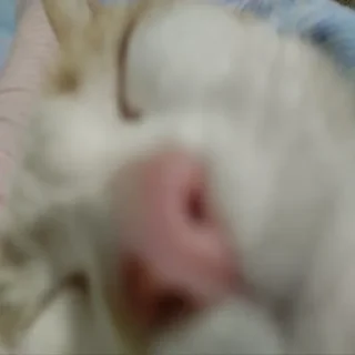 Стикер Писяс @Qfpw13 - 2