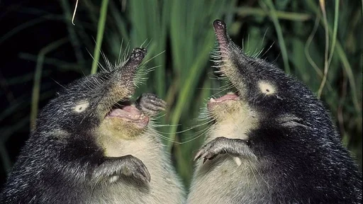 Стикер MITSUMAKICHAT :: @fStikBot - 6