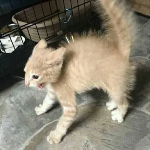 млекопитающее животное кошка