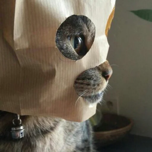 млекопитающее кошки малого и среднего размера комнатный