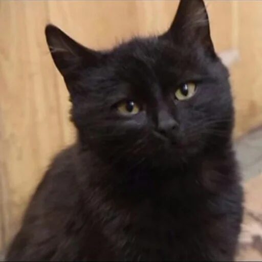 животное млекопитающее домашняя кошка