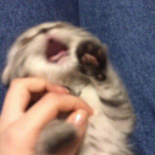 животное Человек млекопитающее