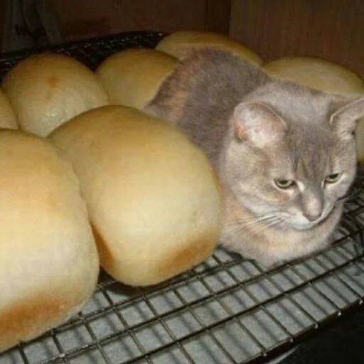хлеб кошка комнатный